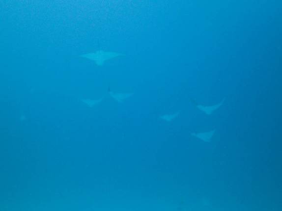 Dezenas de arraias-chita circundam naufrágio em Isla Mujeres, no litoral do Yucatán, no sul do México